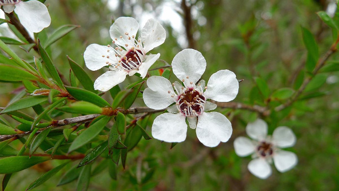 Huile Essentielle de Tea Tree (Arbre à thé) BIO