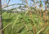 Huile essentielle lemongrass