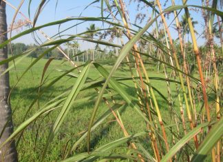 Huile essentielle lemongrass