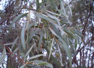 huile essentielle eucalyptus cryptone