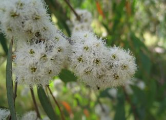 huile esentielle eucalyptus radiata