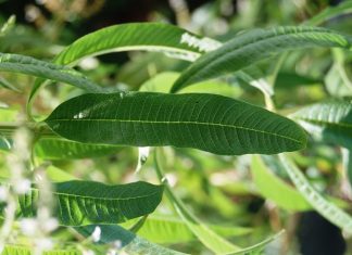 huile esentielle verveine citronnée