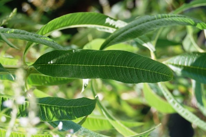 huile esentielle verveine citronnée