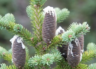 huile essentielle abies balsamea