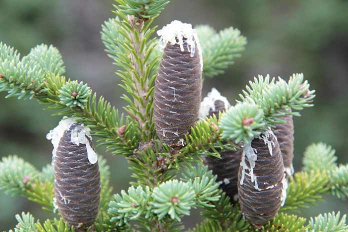 huile essentielle abies balsamea