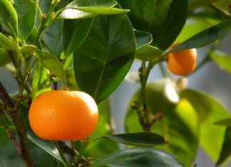 huile essentielle mandarine