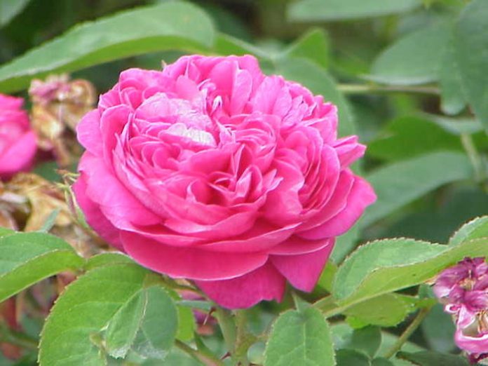 huile essentielle rose de damas