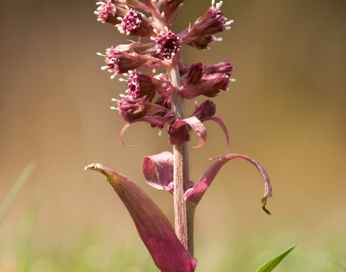 huile essentielle petasite