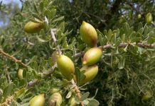 Huile végétale argan