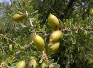 Huile végétale argan