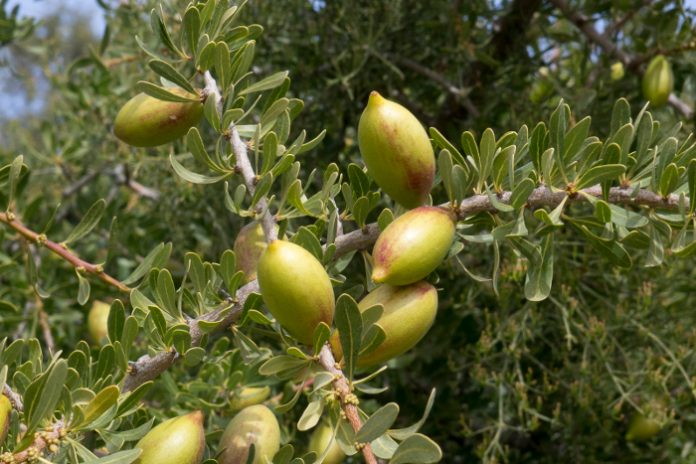 Huile végétale argan