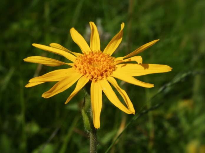 Huile végétale Arnica