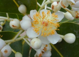 Huile Végétale Calophyllum