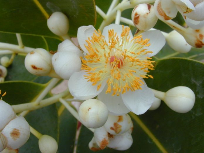 Huile Végétale Calophyllum