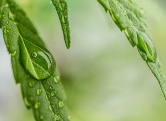Huile végétale de cannabis