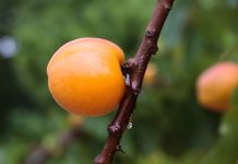 huile végétale noyau abricot