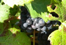 huile pépin de raisin