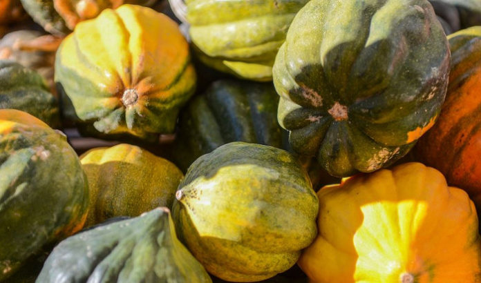 Huile végétale de courge