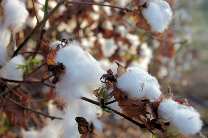 Huile végétale de Coton (gossypium) - Huile Essentielle Bio