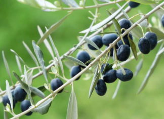 huile végétale d’olive