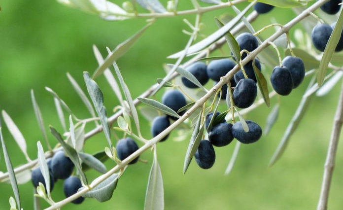 huile végétale d’olive
