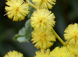 huile essentielle de mimosa