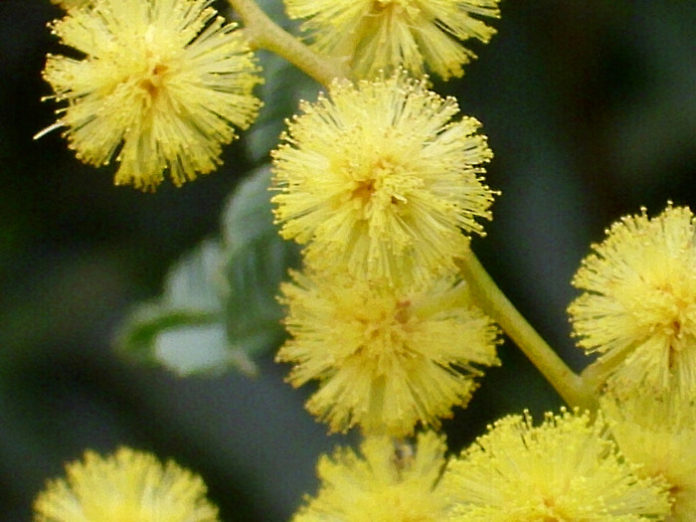 huile essentielle de mimosa