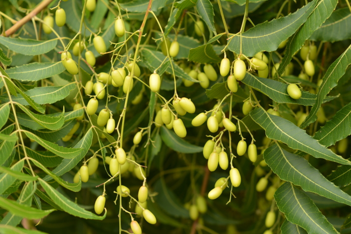 Huile végétale de Neem (Margousier) - Huile Essentielle Bio