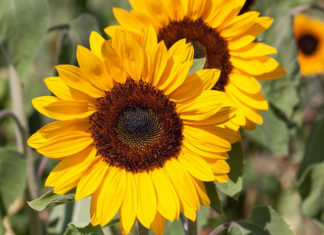 huile végétale de tournesol