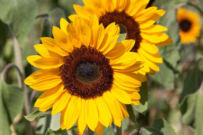 huile végétale de tournesol