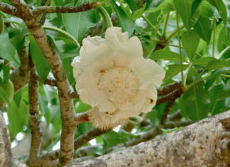 huile végétale baobab