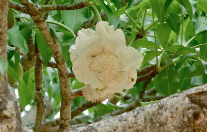 huile végétale baobab