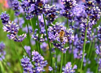 huile essentielle lavande officinale