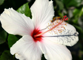 huile vegetale hibiscus