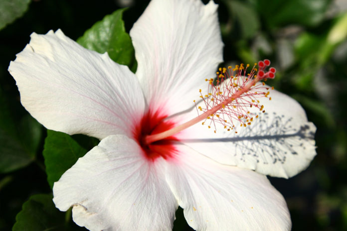 huile vegetale hibiscus