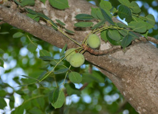 Huile végétale de Marula