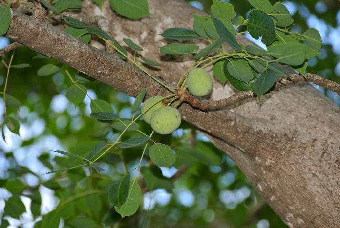 Huile végétale de Marula