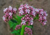 huile valeriana officinalis