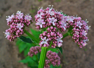 huile valeriana officinalis