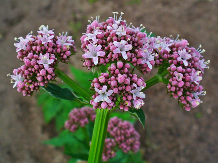 huile valeriana officinalis