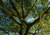 Huile essentielle Baume de Copahu