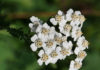 Huile Achillea millefolium