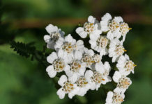 Huile Achillea millefolium