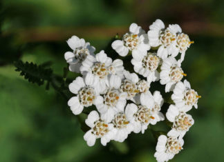 Huile Achillea millefolium