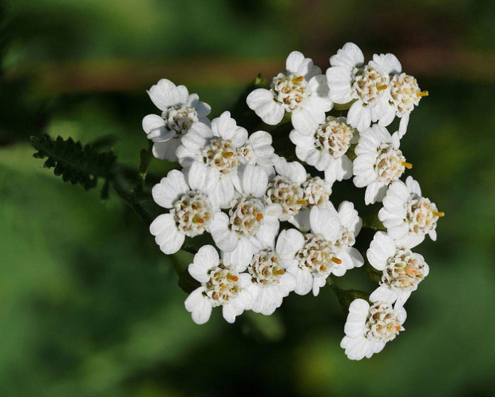 Huile Achillea millefolium