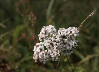 achillée-millefeuille