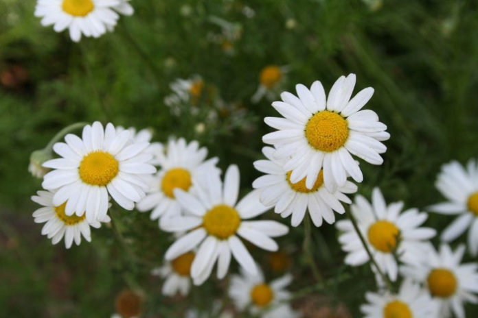 eau florale de camomille