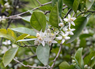 Eau florale de Fleur d’Oranger