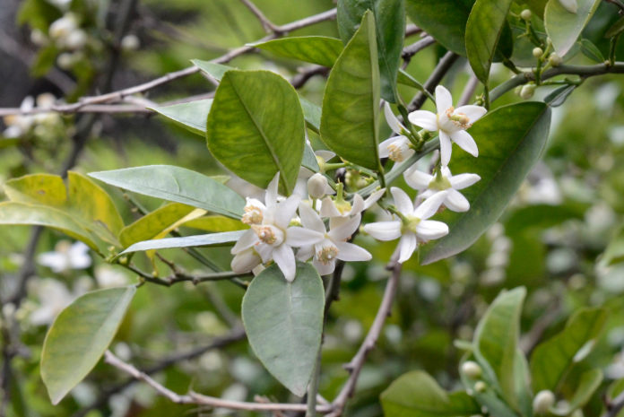 Eau florale de Fleur d’Oranger