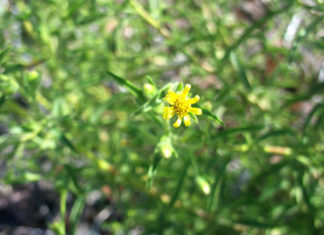 Dittrichia graveolens